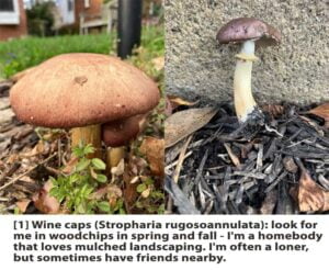 Text---Web---1b-Wine-Cap-1