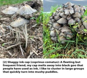 Text---Web---2b-Ink-caps-1