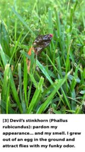 Text---Web---3-Devils-Stinkhorn-1