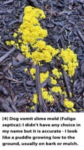 Text--Web---4-Dog-vomit-slime-mold-1