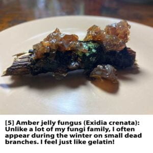 Text---Web---5-Jelly-Fungus-1
