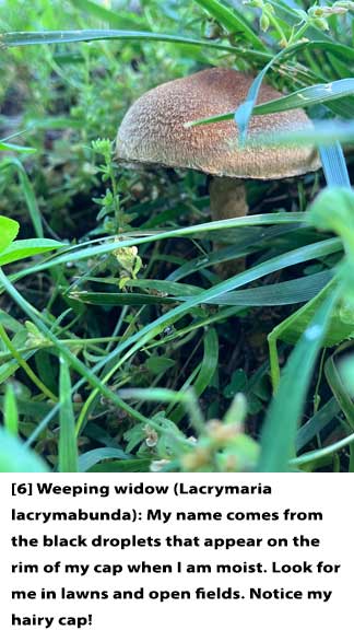 Text---Web---6-Weeping-Widow-1
