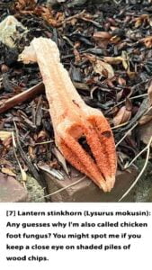 Text---Web---7-Lantern-stinkhorn-1