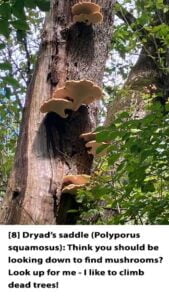 Text---Web---8-Dryads-saddle-1