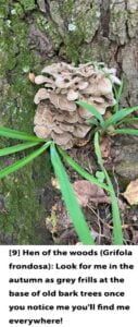 Text---Web---9-Hen-of-the-woods-1