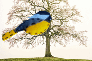 Bird