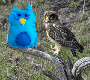 Owl